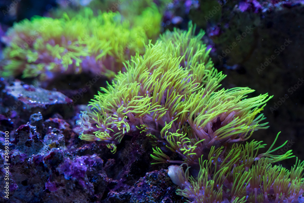 Fototapeta premium Żółte korale w akwarium