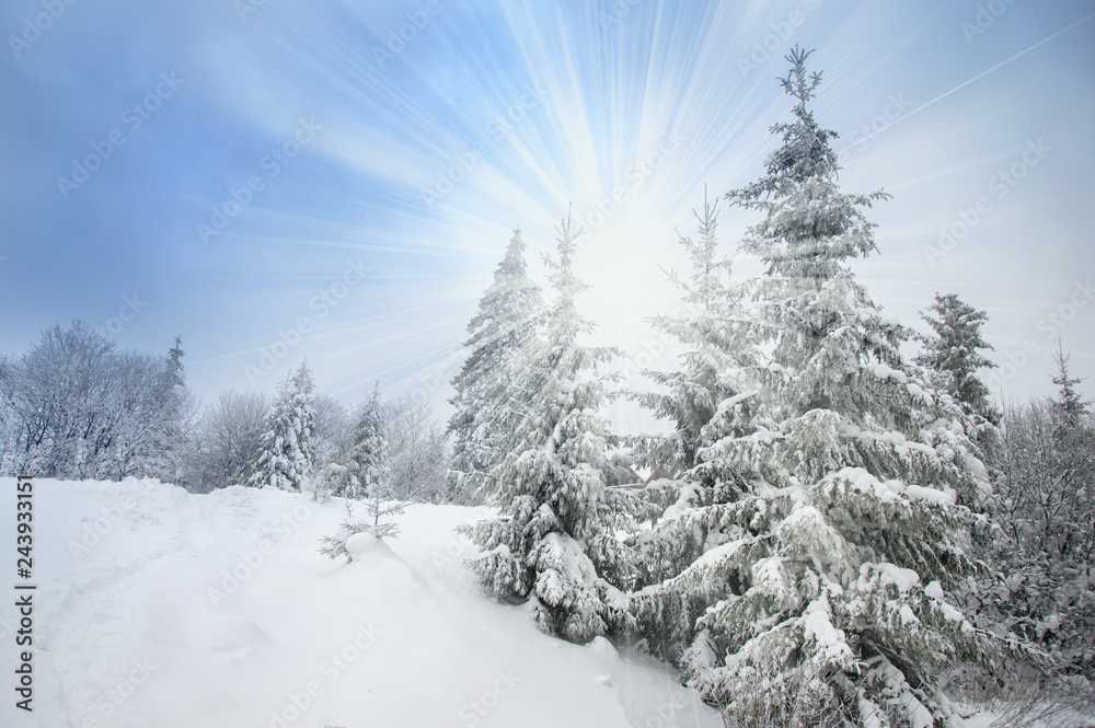 Obraz premium Beautiful winter landscape for the background, pine covered with snow, Christmas cards, Carpathian Mountains