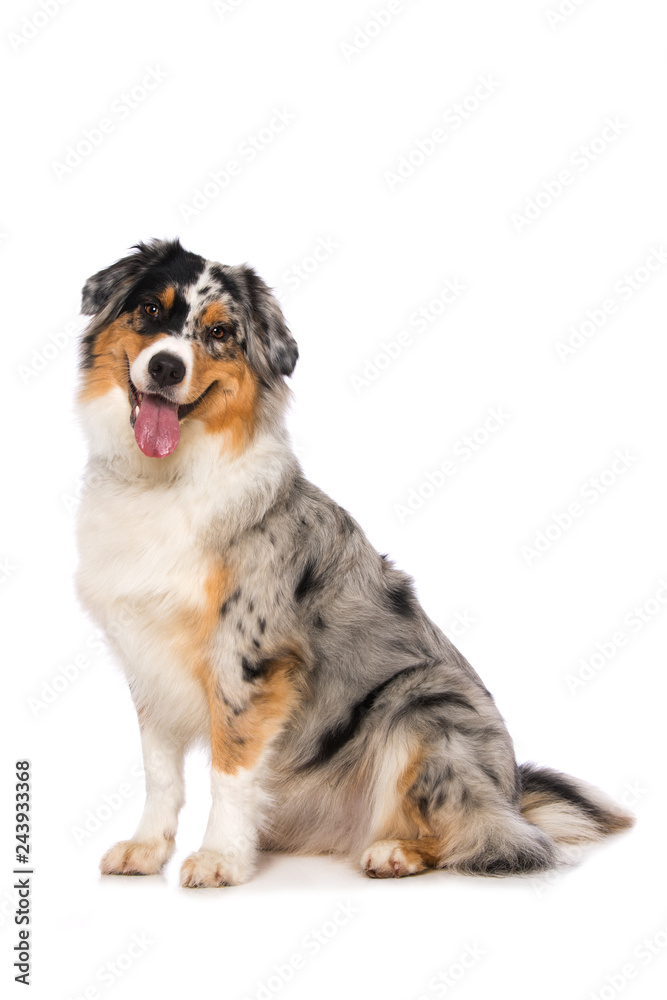 Australian shepherd dog sitting on white background and looking to the camera
