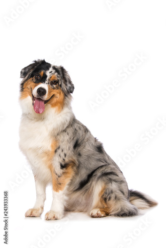 Fototapeta Naklejka Na Ścianę i Meble -  Australian shepherd dog sitting on white background and looking to the camera