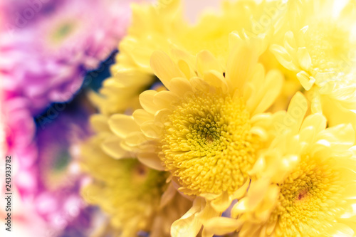 Pretty Chrysanthemums Closeup