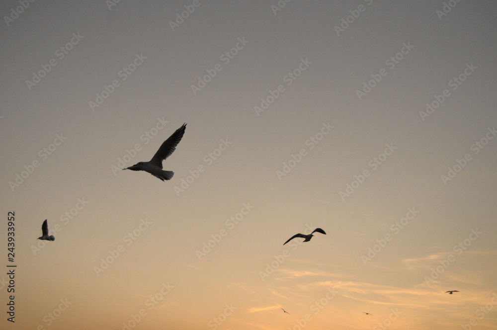 flock of birds flying in blue sky at sunset