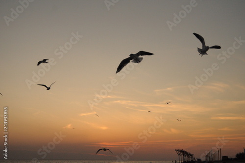 birds in flight © Олександра Сухенко