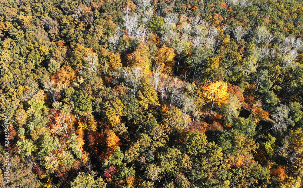 Autumn forest aerial landscape
