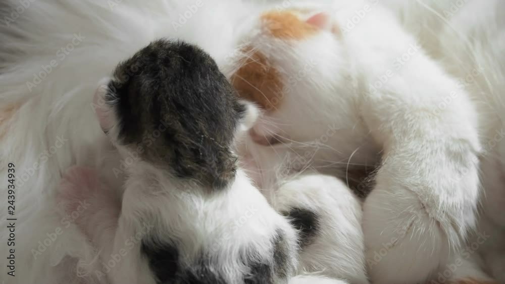Breastfeeding Kittens. Cute Cat Family. Mom Cat Gives Milk Feeding and Takes Care of Her Cute Kitten. Mother Cat Having Many Children Feeding Her Little Cute Kittens. Little Kittens Suck a Tit Breast Breastfeeding Kittens. Cute Cat Family. Mom Cat Gives Milk Feeding and Takes Care of Her Cute Kitten. Mother Cat Having Many Children Feeding Her Little Cute Kittens. Little Kittens Suck a Tit Breast