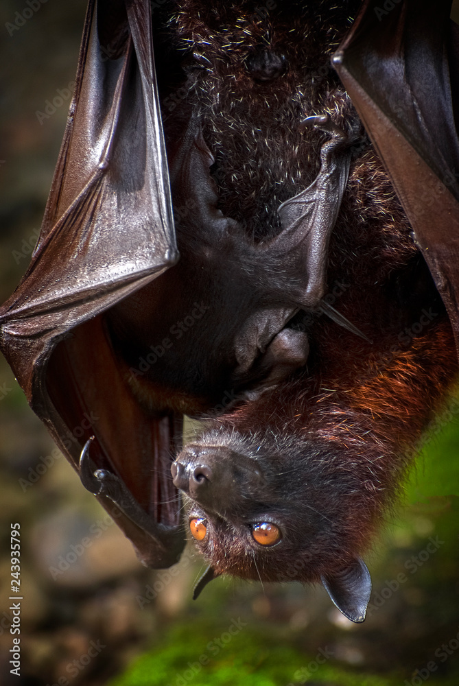 Fruit Bat Found in Bali, Indonesia. These bats have large eyes and they  also have excellent vision. The overall wing length of the Fruit Bat can be  more than five feet. foto