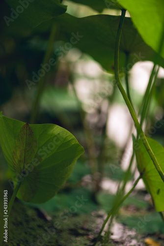 sacred lotus flower leaves