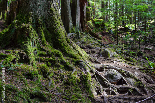 Large exposed moss covered roots and tree trunks in wilderness