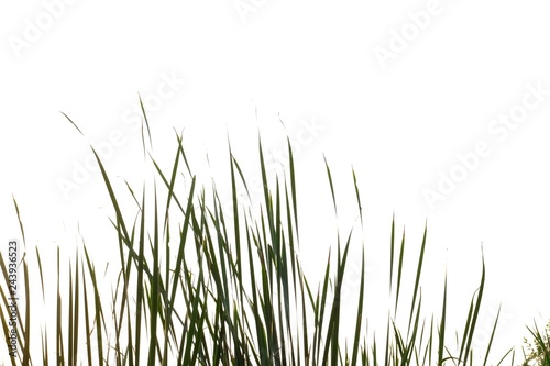 Wild grass leaves on white isolated background for green foliage backdrop 