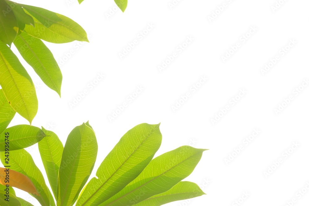 Top view a tropical tree leaves growing in the botanical garden on white isolated background for green foliage backdrop 