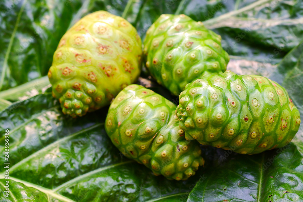 Obraz premium Tahitian noni, Great morinda (Morinda citrifolia L.) green is an herb that helps to cure nausea and vomiting, on the background of green leaves.