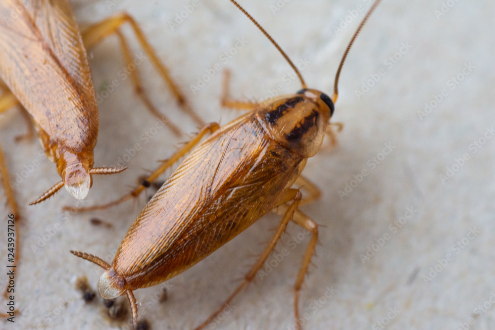 Cockroaches close up