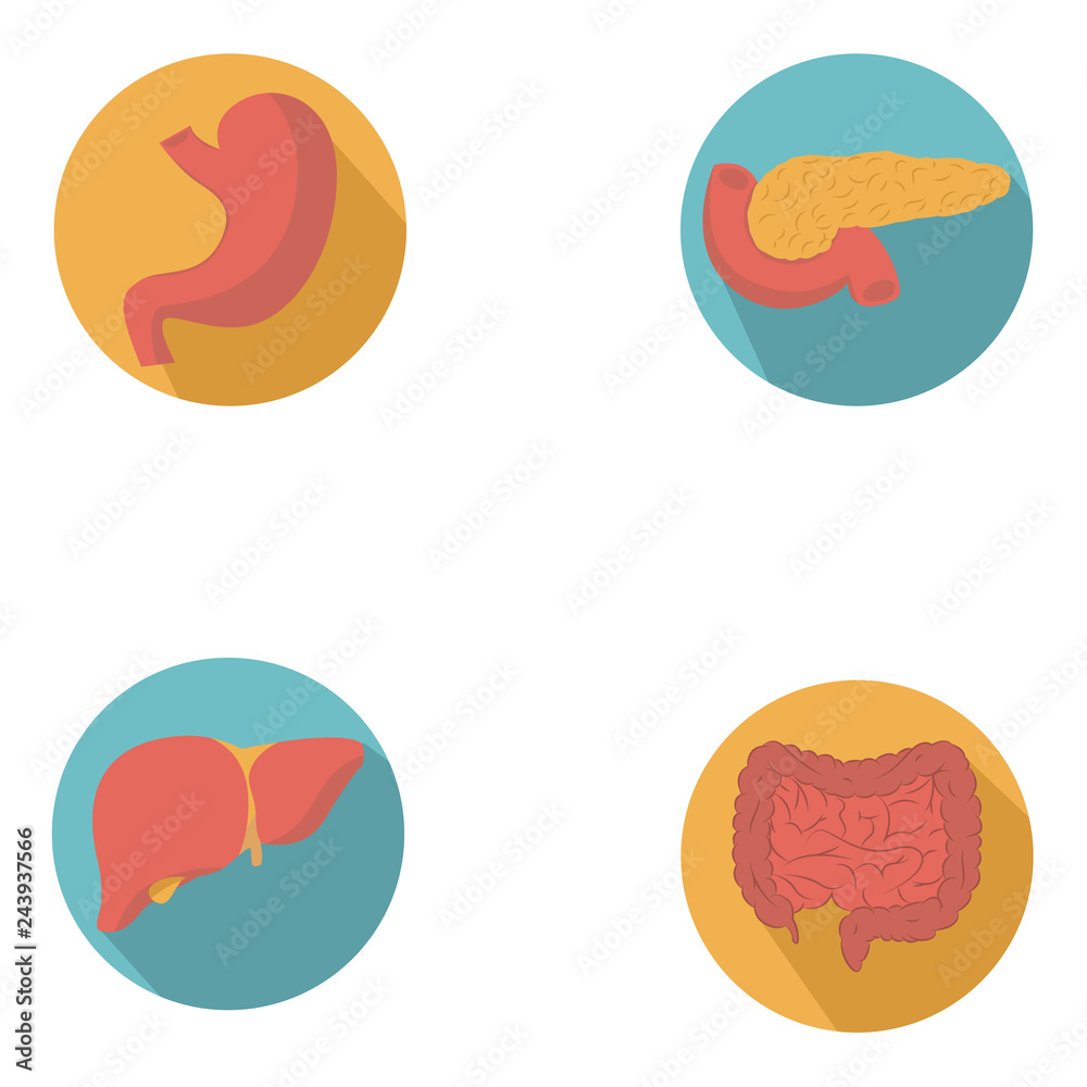Modern flat icons vector set with long shadow effect in stylish colors of human digestive system's organs