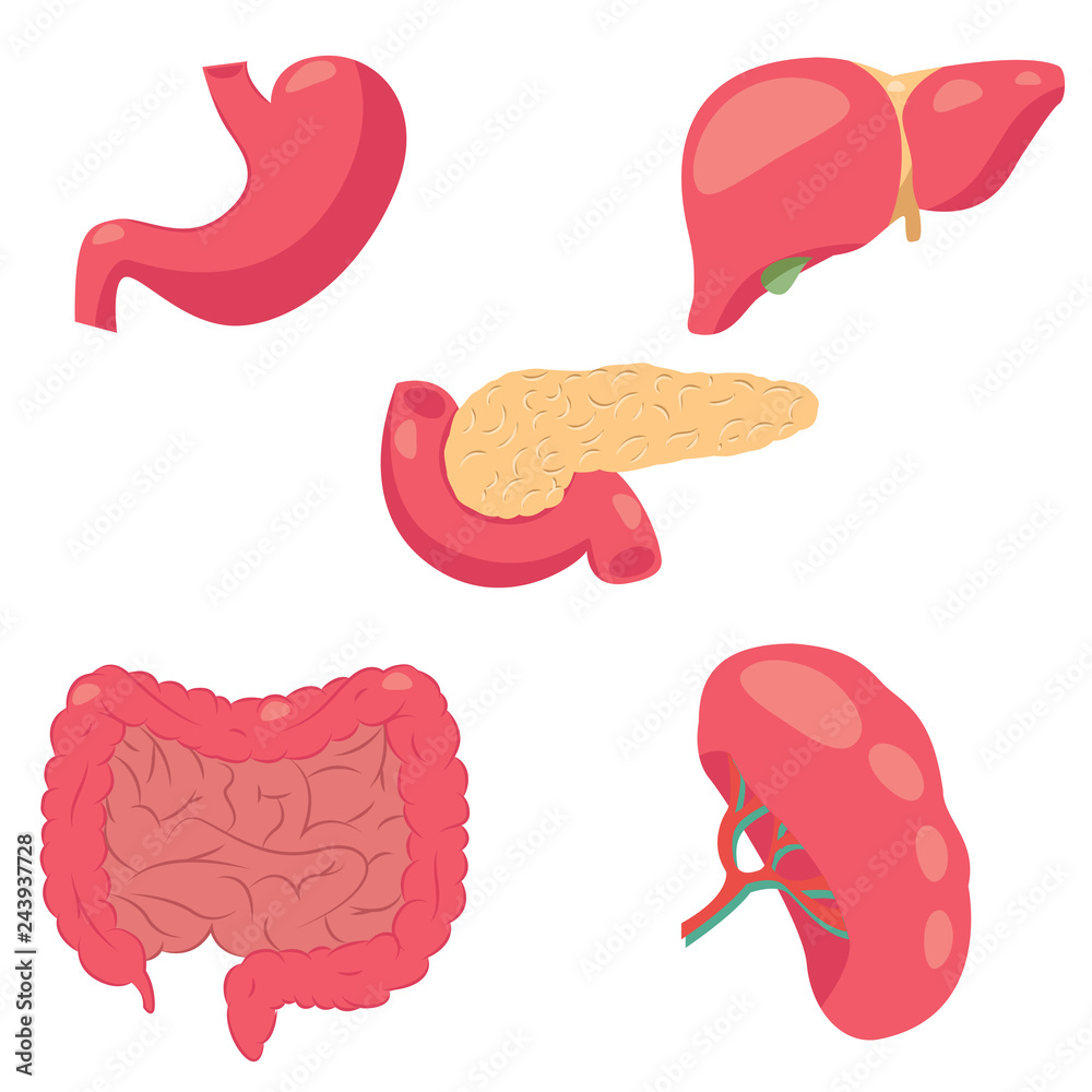 Vector illustration of human digestive system. Vector drawing of