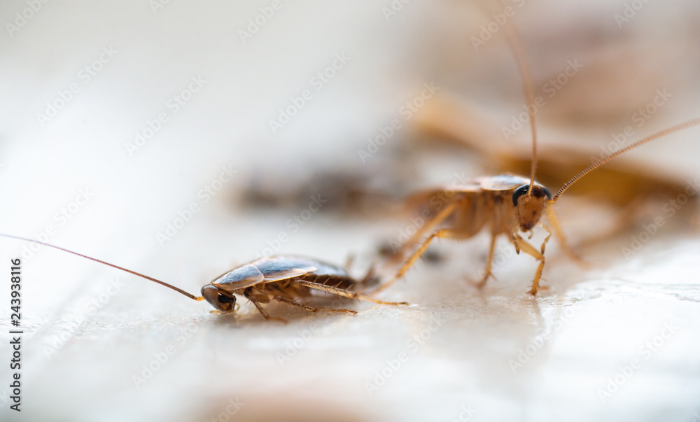 Cockroaches close up