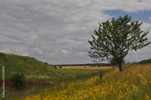 tree in the field