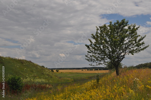 tree in the field