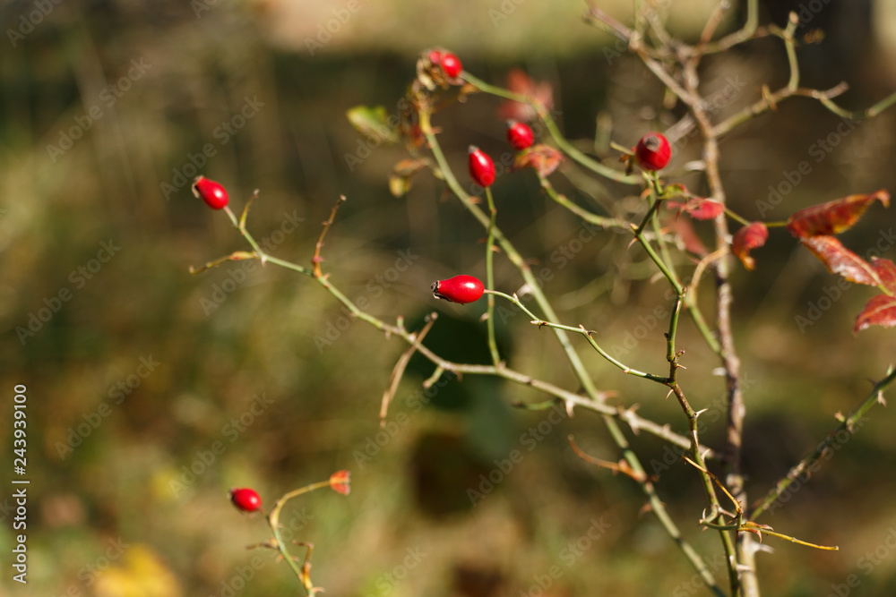 Wild rose hips (or rose haw or rose hep) close up on a branch with almost no leaves. Autumn theme. Soft focus. Blurred background. Nature background.