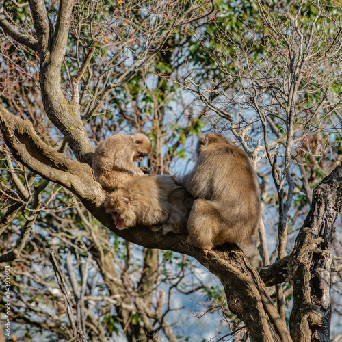 Japanese Macaque ape. Some macaque apes. Close-up of a japanese macaque.