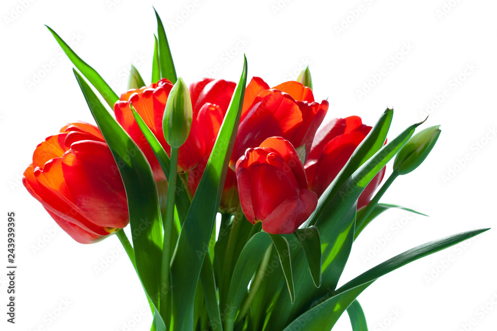 Bright holiday bouquet of red flowers isolated on white, Sunch of red tulips with green leaves, Spring, mothers or woman’s day, seasonal greetings Bright holiday bouquet of red flowers isolated on white, Sunch of red tulips with green leaves, Spring, mothers or woman’s day, seasonal greetings