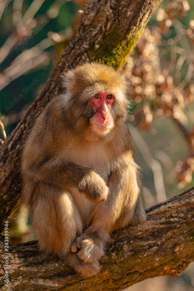 Japanese Macaque ape. Some macaque apes. Close-up of a japanese macaque.