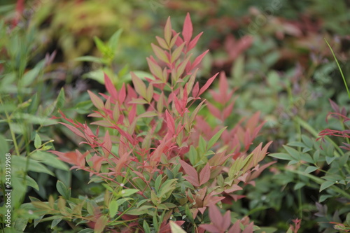 Nandina domestica obsessed