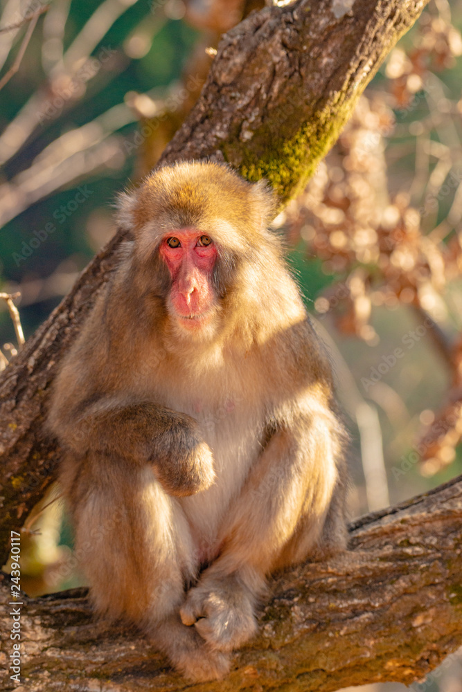 Japanese Macaque ape. Some macaque apes. Close-up of a japanese macaque. Japanese Macaque ape. Some macaque apes. Close-up of a japanese macaque.