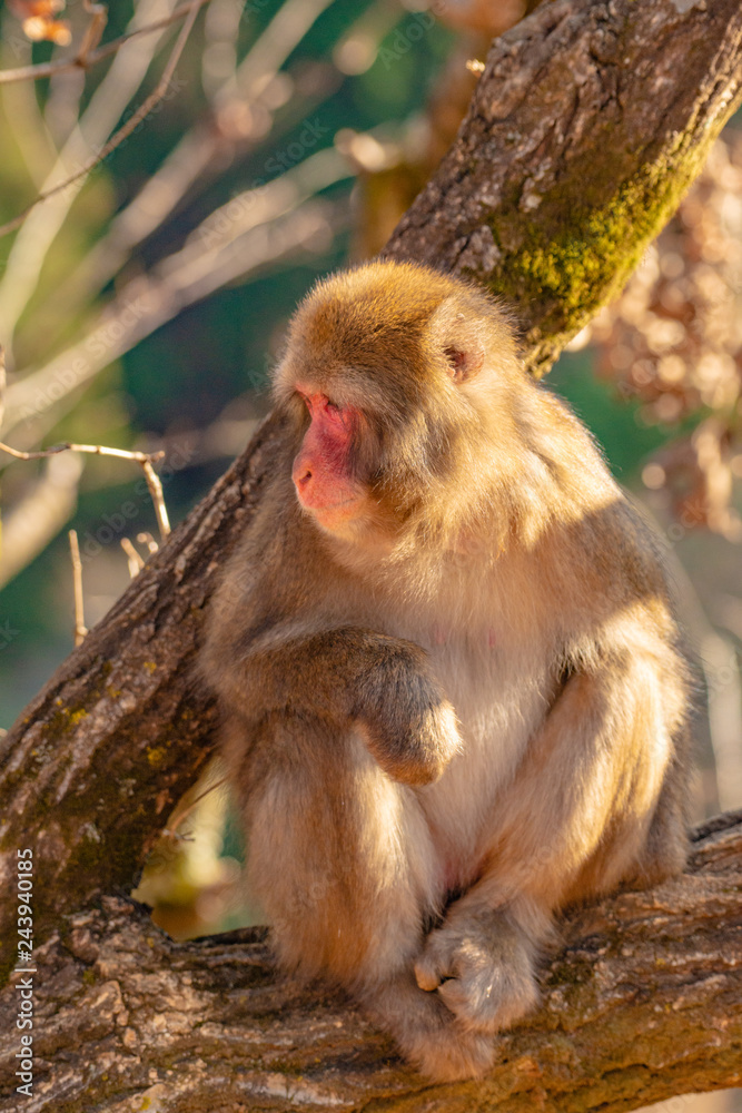 Fototapeta premium Japanese Macaque ape. Some macaque apes. Close-up of a japanese macaque.