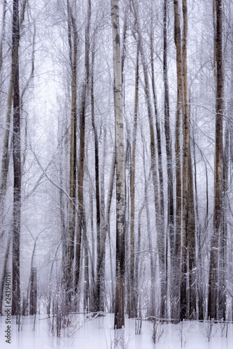 Abstract Art - Spooky Trees in Motion