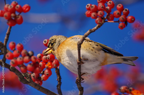 bird on a branch