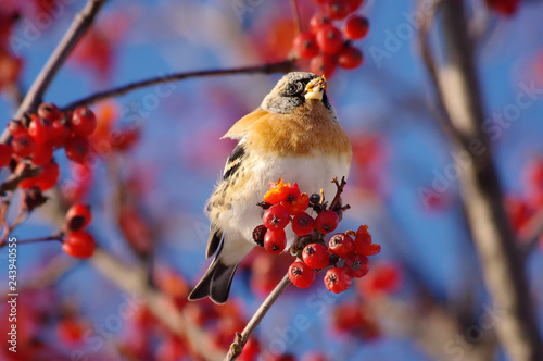bird
