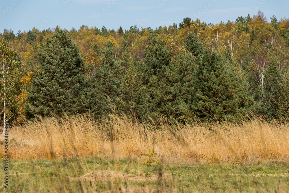 Autumn mountain scenery. Low green grass, high yellow grass in the foreground. Forest woods in the background. Nature landscape. Autumn mountain scenery. Low green grass, high yellow grass in the foreground. Forest woods in the background. Nature landscape.