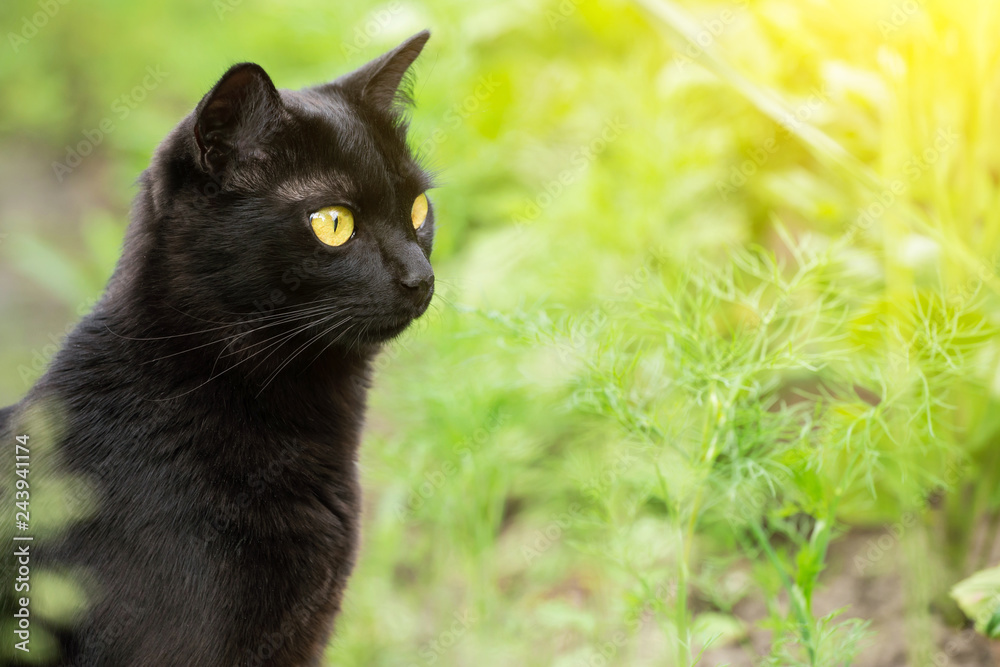 Bombay black cat portrait in profile with yellow eyes and attentive look in green grass in nature. Looking in the right, copy space
