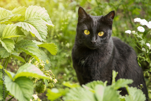 Beautiful cute black cat portrait outdoor in green grass in garden