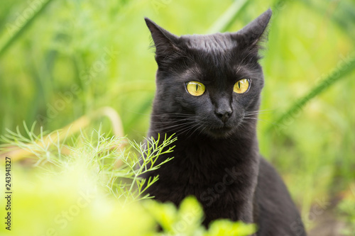 Bombay black cat portrait with yellow eyes and attentive look in green grass in nature in spring, summer garden