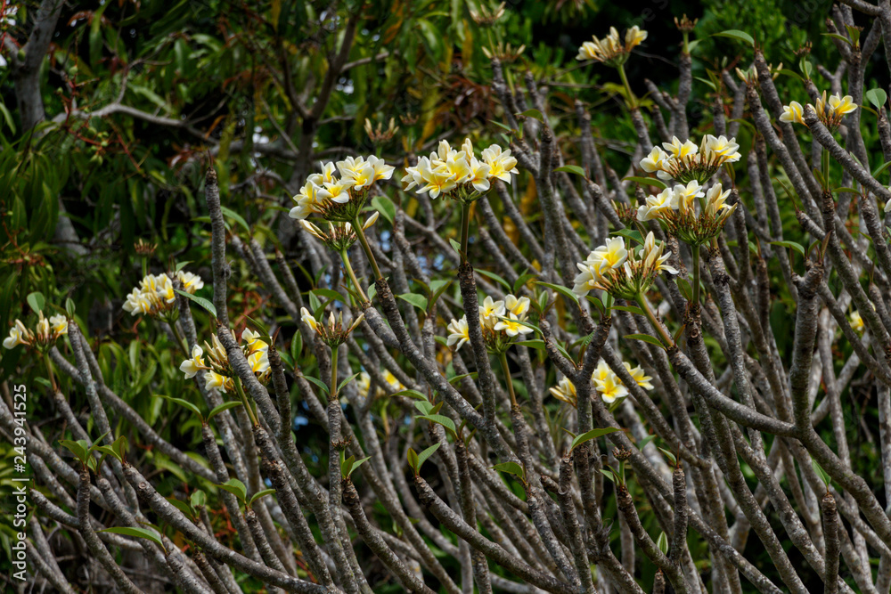 Fototapeta premium Yellow flowers on the branches. Wild flowers. Nature scenery. Nature background.