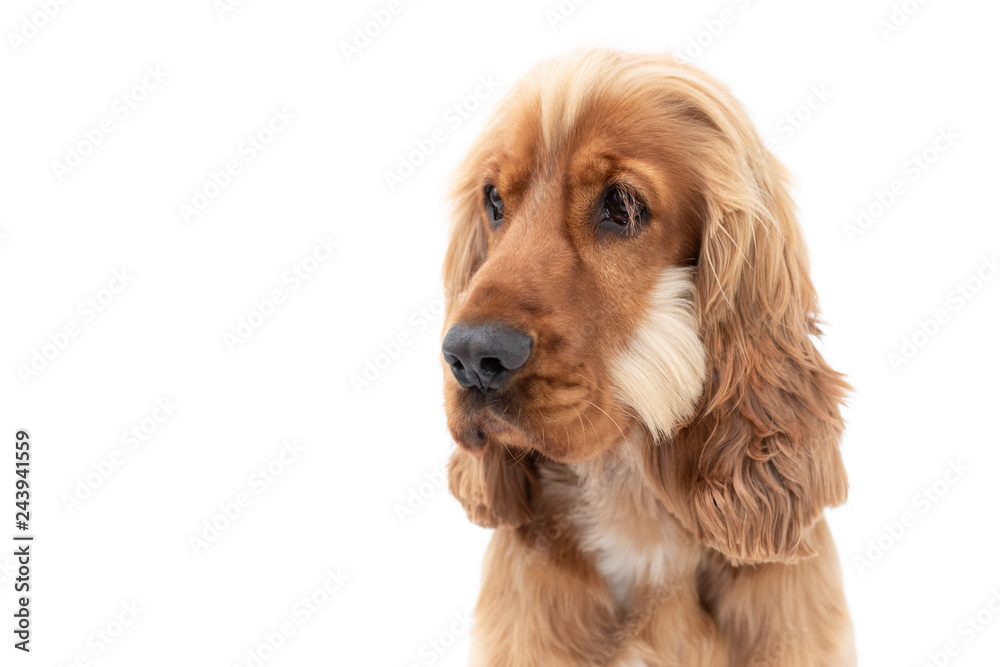 18 Month Old Cocker Spaniel Photoshoot