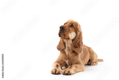 18 Month Old Cocker Spaniel Photoshoot