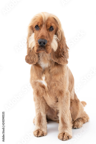 18 Month Old Cocker Spaniel Photoshoot