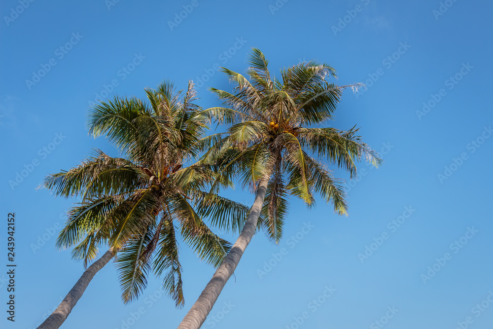 Two palm tree standing high. Sky background. Nature scenery. Nature background. Two palm tree standing high. Sky background. Nature scenery. Nature background.