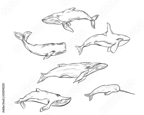 Set of vector whales