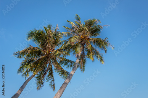 Two palm tree standing high. Sky background. Nature scenery. Nature background.