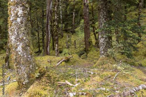 Deep moss and small filmy ferns growing on the floor of the dense, beech, rainforest at Haast Pass, Mount Aspiring National Park, New Zealand. photo