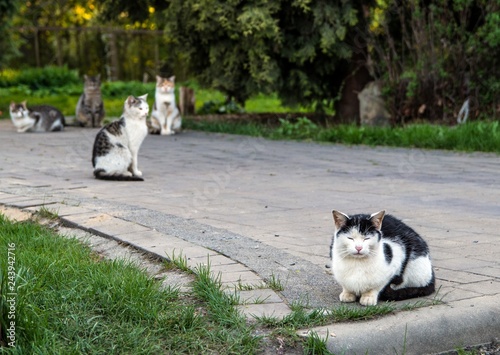 zdziczałe koty na ulicy