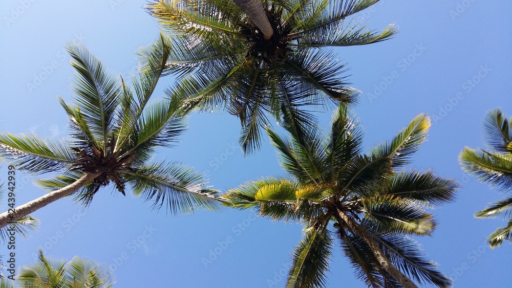 palm tree on background of blue sky