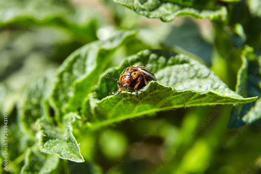 Adult striped Colorado beetle eating young green potato leaves, Pest destroys agricultural crops Adult striped Colorado beetle eating young green potato leaves, Pest destroys agricultural crops