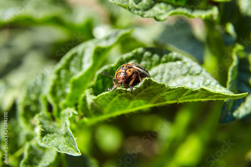 Adult striped Colorado beetle eating young green potato leaves, Pest destroys agricultural crops © mikeosphoto