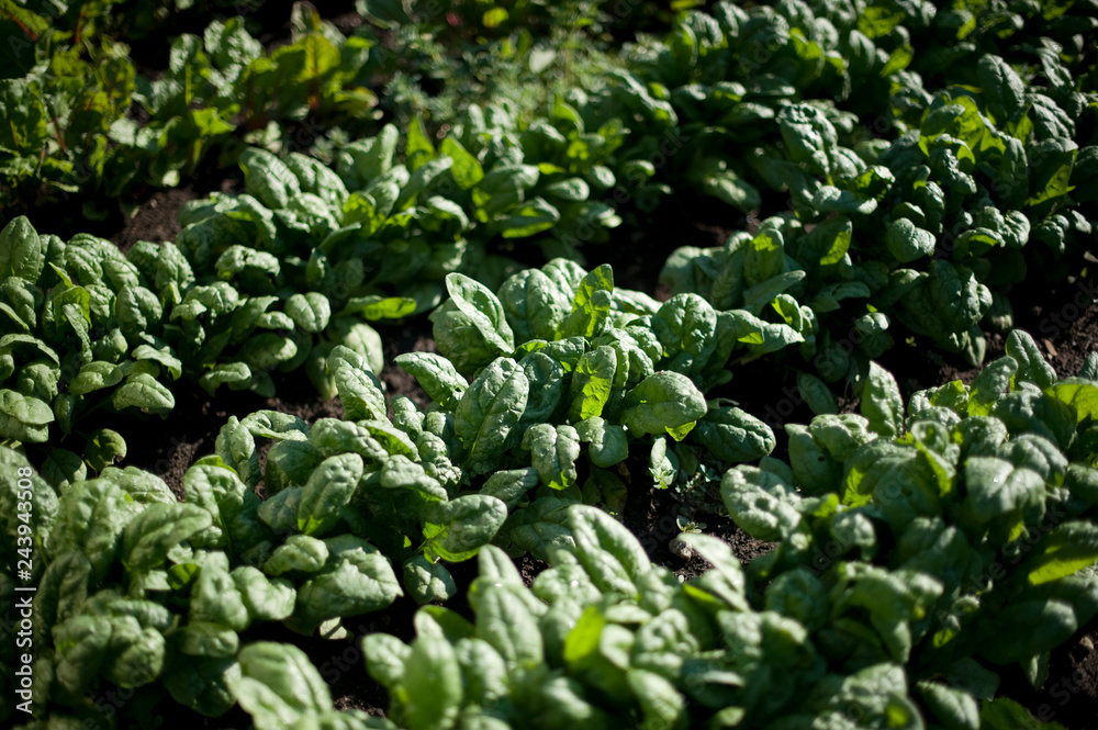 Lettuce in garden