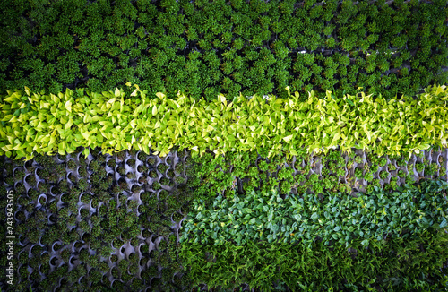green plant background / pattern wall plant texture background