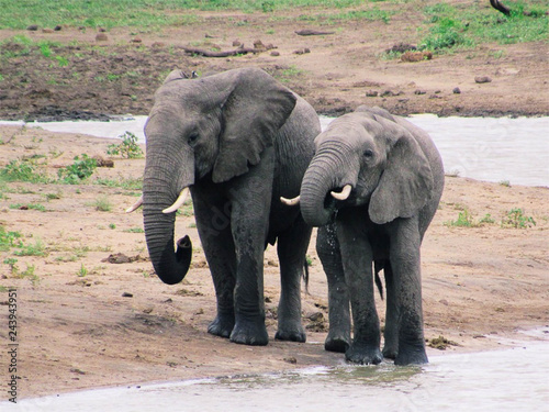 Photography baby elephants